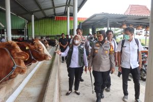 Kapolresta Cirebon Beserta UPTD Kesehatan Hewan Kunjungi Perternakan Pembesaran Hewan Qurban