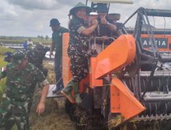 Panen dan Tanam Padi Bersama, Dorong Ketahanan Pangan Nasional di Merauke