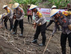 Dukung Program Ketahanan Pangan Nasional, Kapolres Soppeng & PJU Laksanakan Penanaman Perdana dilahan Binaan