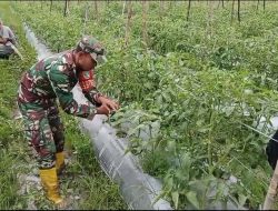 Babinsa Mapurujaya Sertu Tangkas Budiono Selalu Rutin Mendampingi Petani Binaan Sebagai Upaya Mensukseskan Program Ketahanan Pangan Wilayah