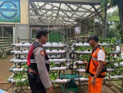 Dukung Program Ketahanan Pangan, Kapolsubsektior Pademangan Barat Kunjungi Lahan Hidroponik dan Kolam Ikan