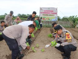 Polresta Cirebon Laksanakan Penanaman Sawi Jebung Dalam Rangka Ketahanan Pangan di Desa Megugede