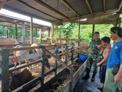 Melalui Komsos, Babinsa Koramil Koramil 1710-02/Timika Motivasi Peternak Sapi Di Wilayah Binaan
