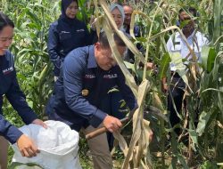 Kepala Zona Bakamla Tengah Pimpin Panen Jagung di Bali