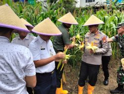 Kapolres Metro Jakarta Utara, Hadiri Panen Raya Jagung Serentak untuk Dukung Swasembada Pangan 2025
