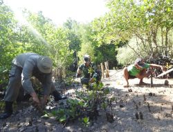 Penanaman Mangrove Kodim 1510/Sula: Langkah Konkret Menjaga Ekosistem Pantai dalam rangkaian Program TMMD Ke-123 di Desa Mangega