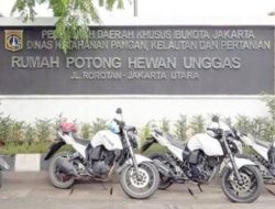 Viral … Seorang Warga Mengaku Dicurangi di Rumah Potong Hewan Unggas Rorotan, Jakarta Utara