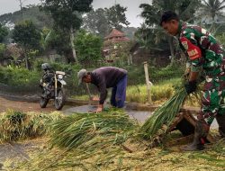 Babinsa Koramil 1015/ Cibugel Sertu Suhandi Turut Serta dalam Proses Panen Padi di Sawah
