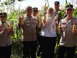 Wakapolresta Pontianak Hadiri Panen Perdana Jagung Bersama Petani & Forkopimcam