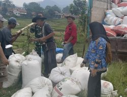 Kejar – kejaran Tim Sergab Bulog vs Petani : Buru Gabah di Jatinangor !
