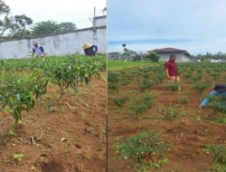 Lapas Bukittinggi Sukses Budidaya Cabe Merah Keriting, Dukung Program Ketahanan Pangan Nasional
