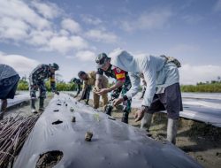 Satgas TMMD Ke-124 Kodim 1710/Mimika Wujudkan Dukungan untuk Ketahanan Pangan: Tanam Semangka dan Kacang Tanah