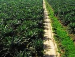 Kebun Sawit di Padang Lawas Sumut, Dugaan Penyimpangan Eksekusi oleh Satgas PKH dan Kejagung