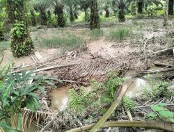 Miris Nasib Warga DiPHP PT Prima Coal Tak Kunjung Terselesaikan.