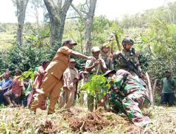 Jelang HUT TNI Ke-80, Koramil 1715-02/Kiwirok Kodim 1715/Yahukimo Bersama Masyarakat 12 Desa di Distrik Kiwirok Melaksanakan Penanaman Pohon Kopi