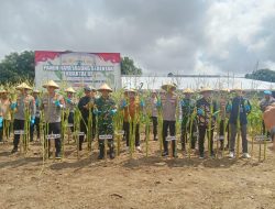 Jalin Sinergitas TNI- Polri, Dandim 1611 Badung Hadiri Panen Raya Jagung Serentak Kuartal III.