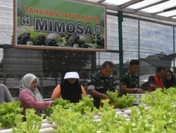 Dandim 1710/Mimika Bersama Ketua Persit KCK Cab. XXXV Melaksanakan Panen Slada Di Kebun Hidroponik Mimosa Persit KCK Cab. XXXV Kodim 1710/Mimika