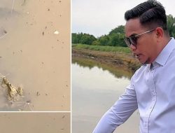Ribuan Ikan Mati di Sungai Pangkalan Kerinci, Bupati Zukri Turun Langsung ke Lokasi