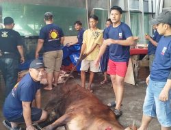 Jamaah Mushola Roudotul Jannah Tunjukkan Kemandirian Total dalam Pemotongan Hewan Kurban