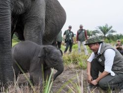 Jaga Gajah Padang Sugihan dari Karhutla, Menhut Raja Antoni Pertebal Pasukan Darat